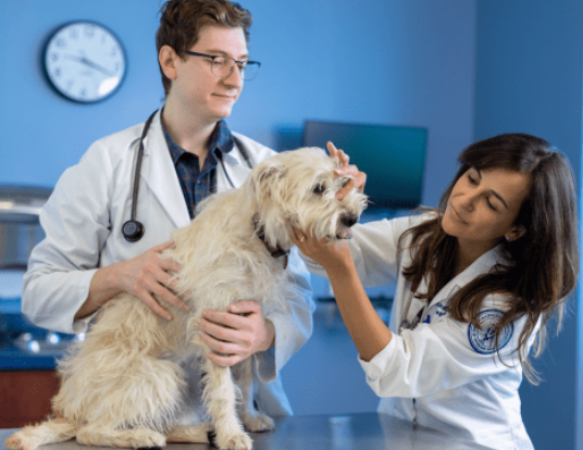 1. Feels so luxurious your pet won’t believe it’s vet-approved care