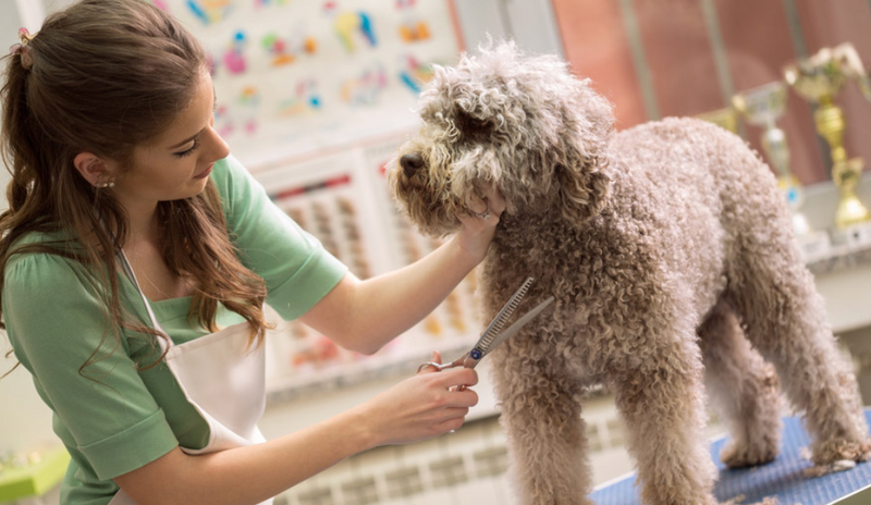 2. You can ditch expensive groomer visits and become your pet’s favorite stylist