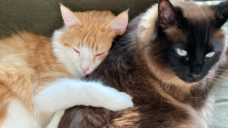 3. Gentle on your pet, tough on loose fur
