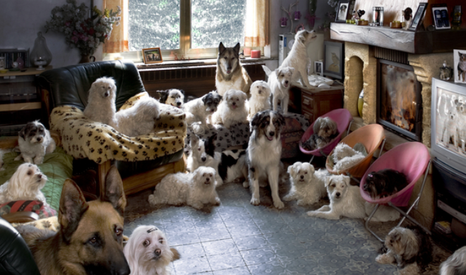 5. Designed with pets of all sizes in mind