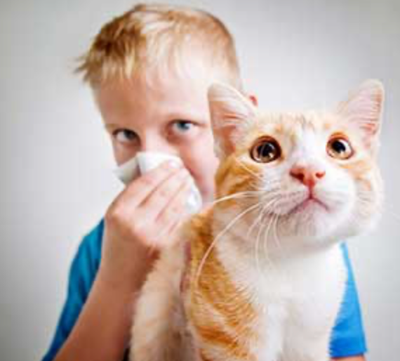 7. Stop the stress (and allergies) that constant shedding creates