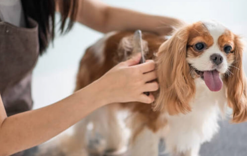 8. It makes your pet’s entire grooming routine more effective